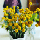 Billy Buttons (Drumsticks) – 50 Seeds seed packet from Seed Therapy – American - grown, heirloom seeds