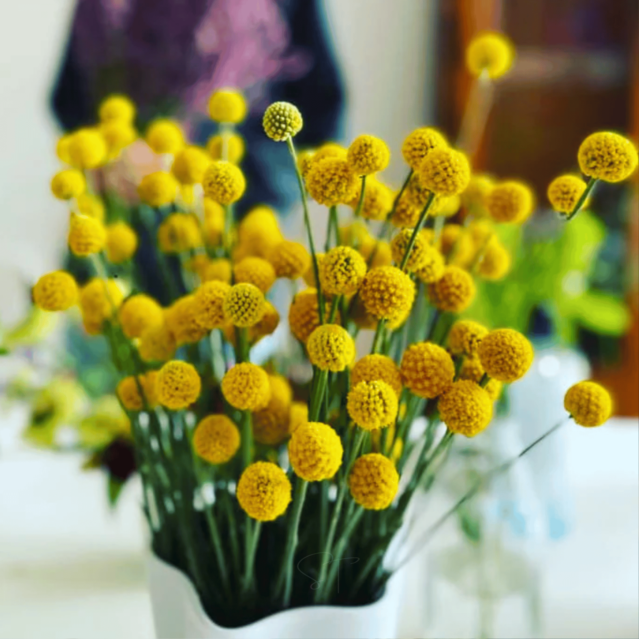 Billy Buttons (Drumsticks) – 50 Seeds seed packet from Seed Therapy – American - grown, heirloom seeds