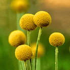 Billy Buttons (Drumsticks) – 50 Seeds seed packet from Seed Therapy – American - grown, heirloom seeds