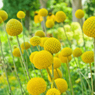 Billy Buttons (Drumsticks) – 50 Seeds seed packet from Seed Therapy – American - grown, heirloom seeds