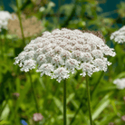 Bishop’s Flower (Wild Carrot) – 500 Seeds seed packet from Seed Therapy – American - grown, heirloom seeds