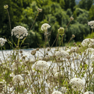 Bishop’s Flower (Wild Carrot) – 500 Seeds seed packet from Seed Therapy – American - grown, heirloom seeds