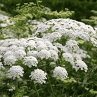 Bishop’s Flower (Wild Carrot) – 500 Seeds seed packet from Seed Therapy – American - grown, heirloom seeds