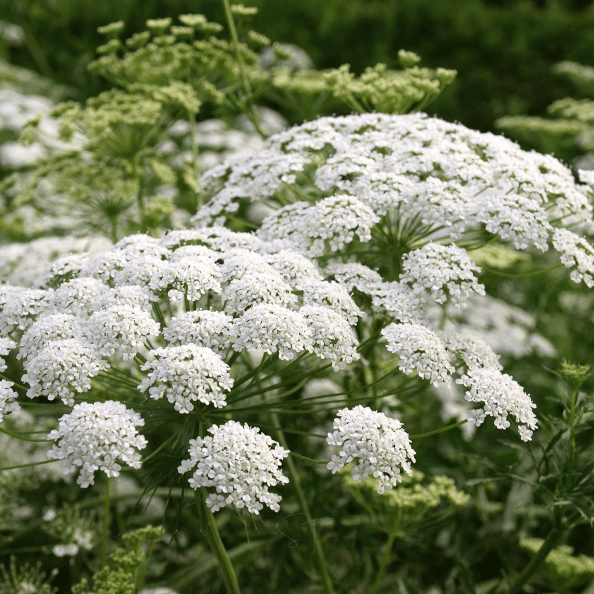 Bishop’s Flower (Wild Carrot) – 500 Seeds seed packet from Seed Therapy – American - grown, heirloom seeds