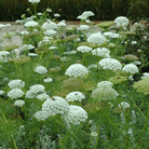 Bishop’s Flower (Wild Carrot) – 500 Seeds seed packet from Seed Therapy – American - grown, heirloom seeds