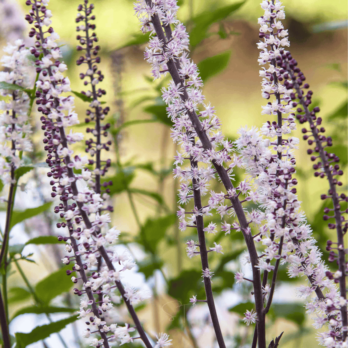 Black Cohosh - Bugbane (Cimicifuga ramosa) - 25 Seeds - Seed Therapy ...