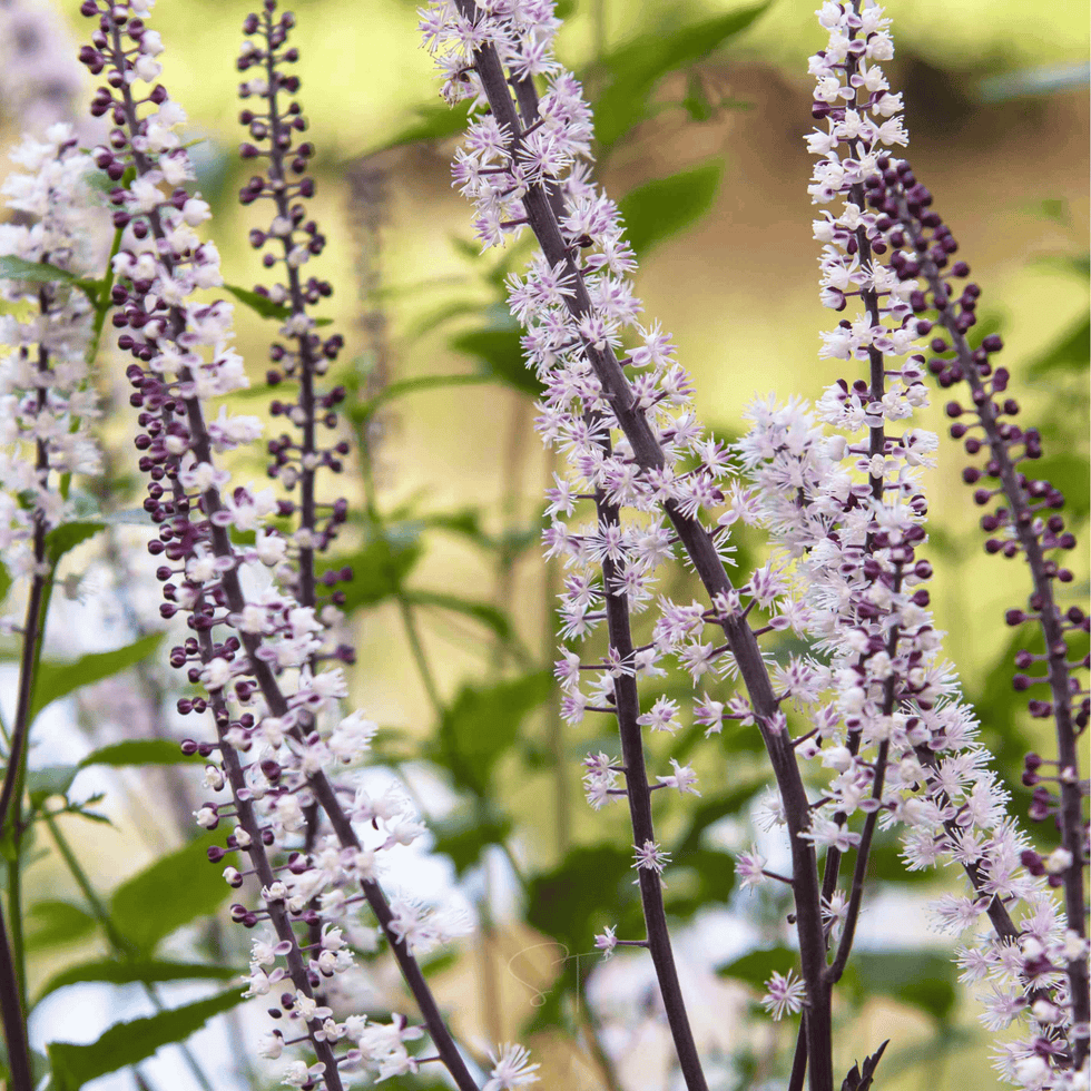 Black Cohosh - Bugbane (Cimicifuga ramosa) - 25 Seeds - Seed Therapy ...
