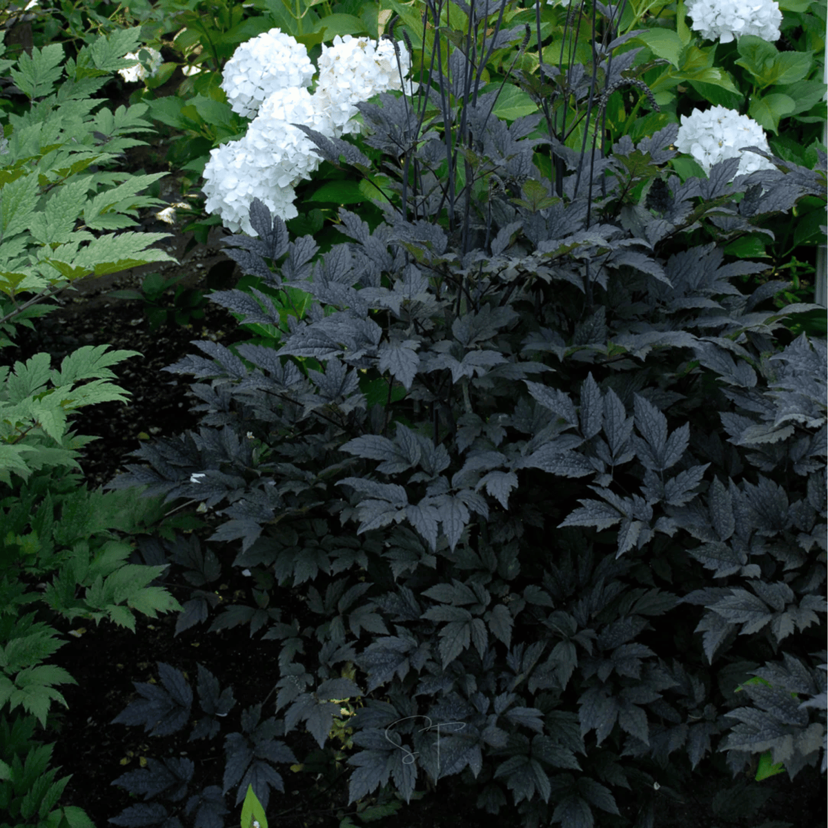 Bugbain Black Cohosh - Bugbane (Cimicifuga ramosa) - 25 Seeds - Seed Therapy ...