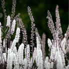 Black Cohosh (Bugbane) – 25 Seeds seed packet from Seed Therapy – American - grown, heirloom seeds