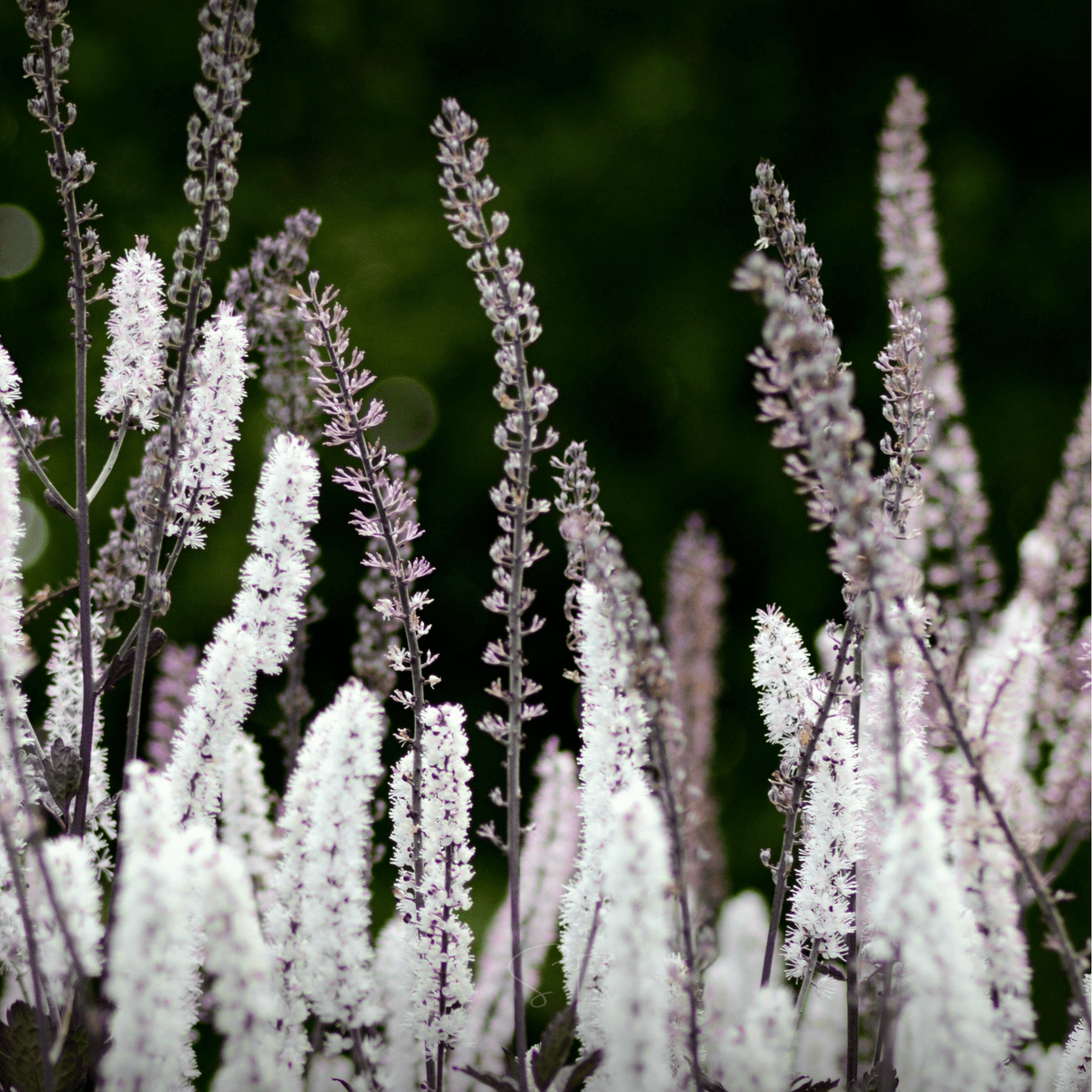 Black Cohosh - Bugbane (Cimicifuga ramosa) - 25 Seeds - Seed Therapy ...