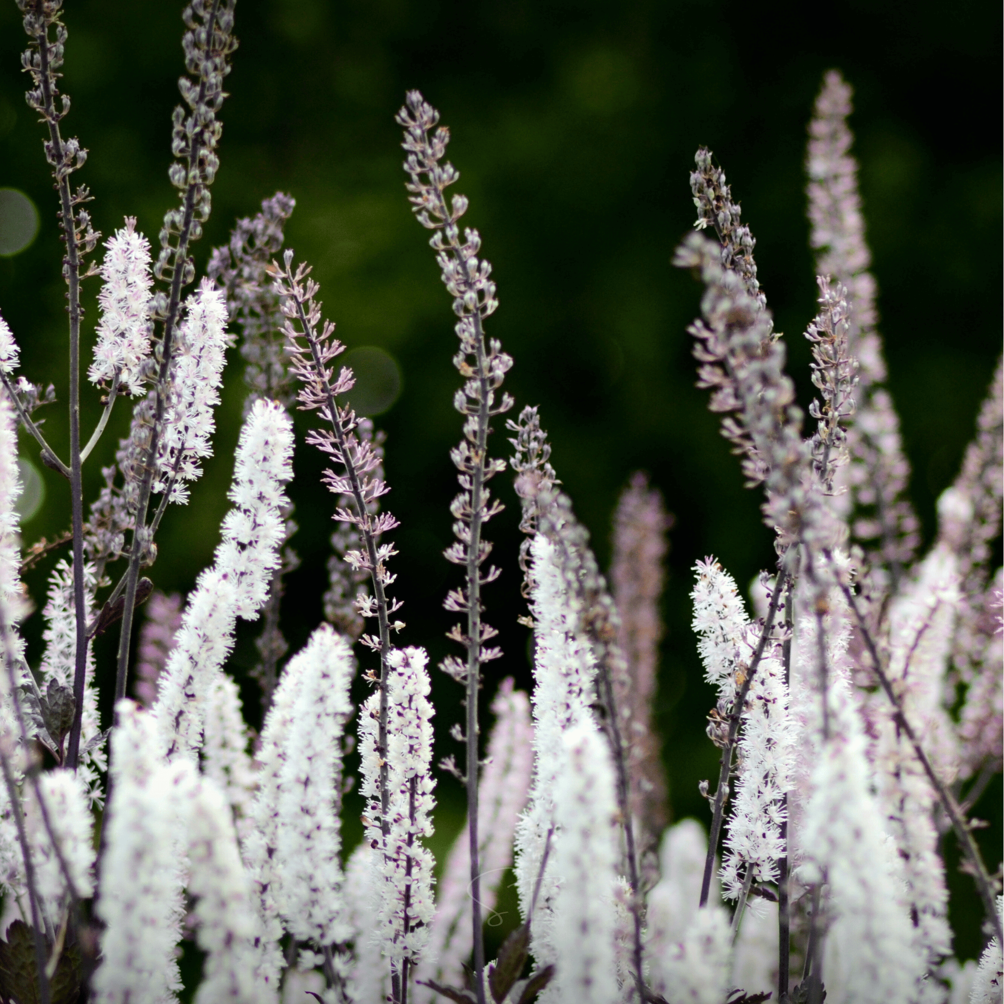 Black Cohosh (Bugbane) – 25 Seeds seed packet from Seed Therapy – American - grown, heirloom seeds