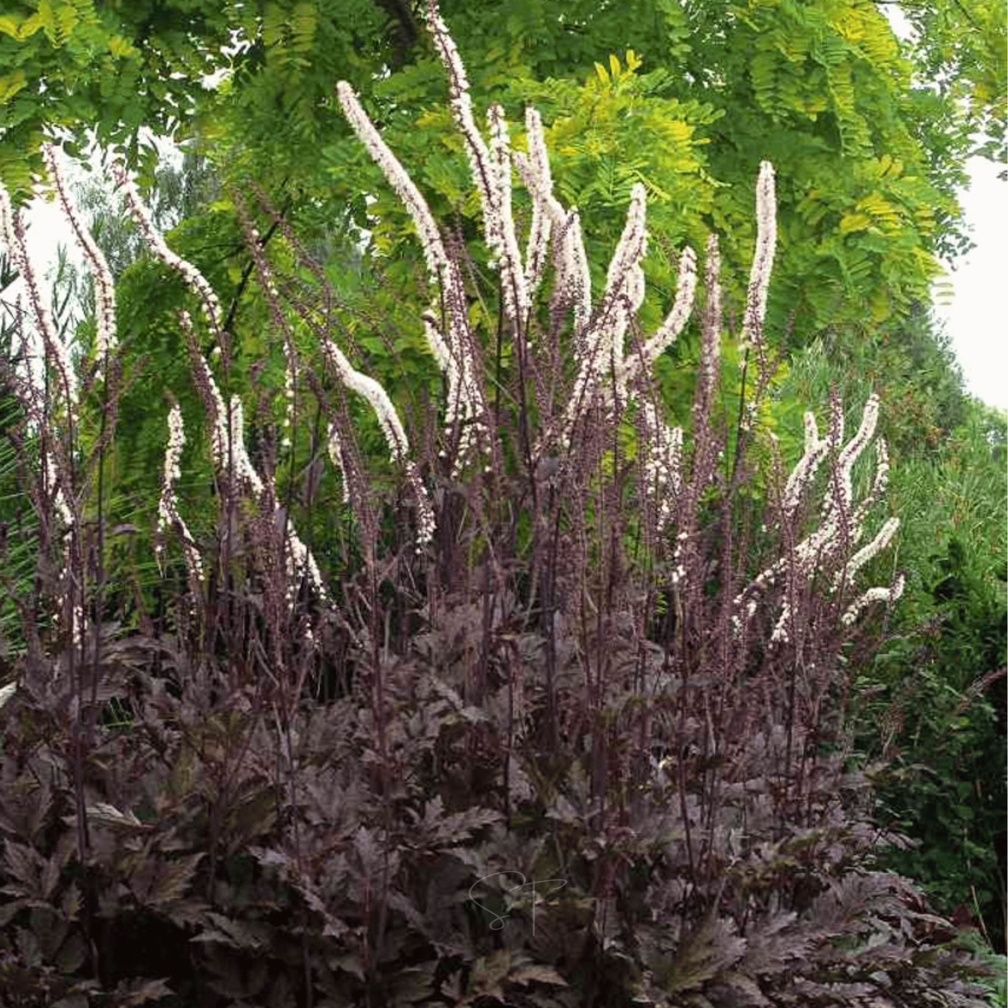 Black Cohosh (Bugbane) – 25 Seeds seed packet from Seed Therapy – American - grown, heirloom seeds