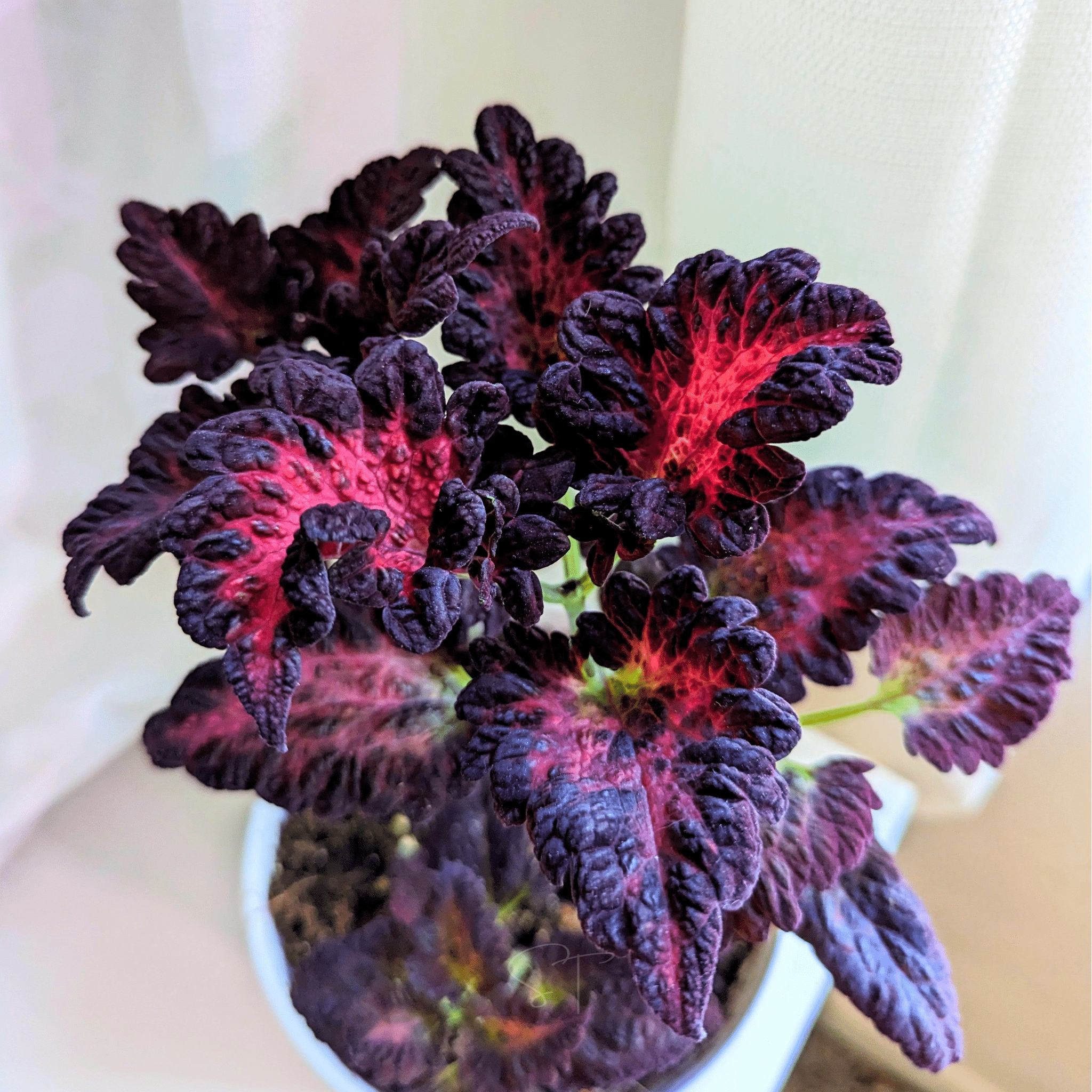 coleus plant seeds for sale Black Dragon Coleus – 20 Seeds