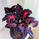 Black Dragon Coleus – 20 Seeds seed packet from Seed Therapy – American - grown, heirloom seeds