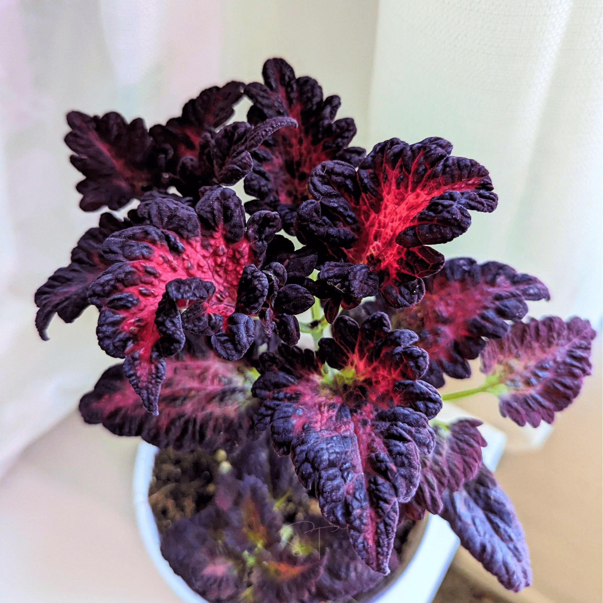 Coleus, Black Dragon (Plectranthus scutellarioides) - 20 Seeds