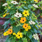 Black Eyed Susan Vine Mix – 50 Seeds seed packet from Seed Therapy – American - grown, heirloom seeds