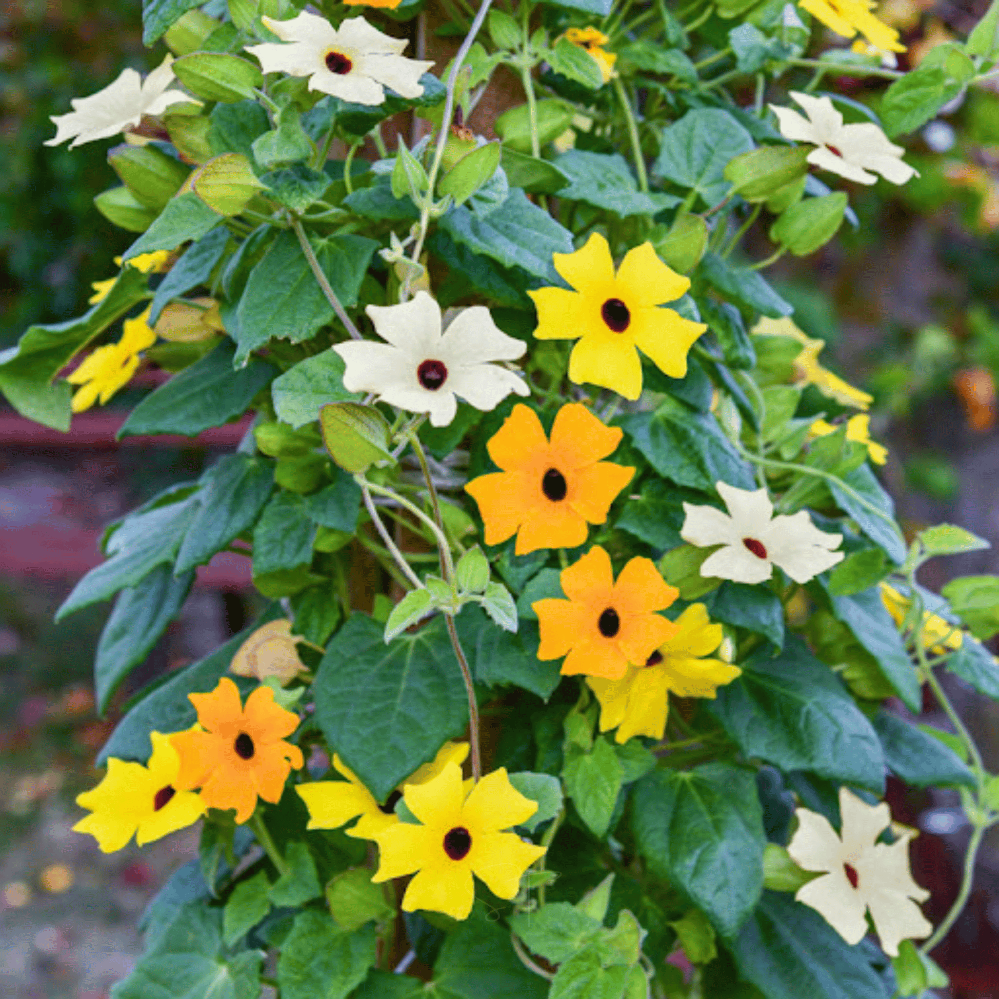 Black Eyed Susan Vine Mix – 50 Seeds seed packet from Seed Therapy – American - grown, heirloom seeds