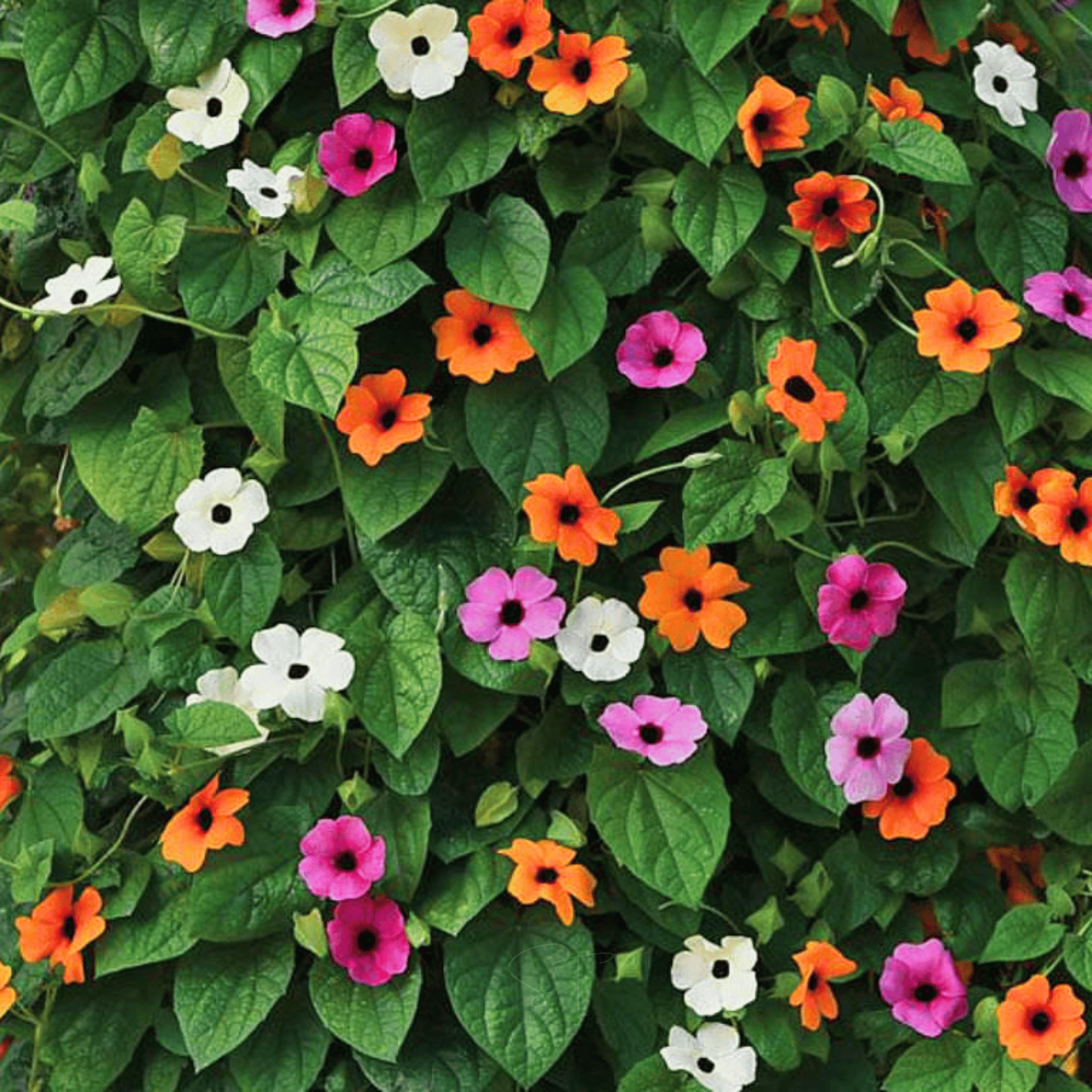 planting black eyed susan vine seeds Black Eyed Susan, VINE mix (Thunbergia alata) - 50 Seeds
