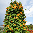 Black Eyed Susan Vine Mix – 50 Seeds seed packet from Seed Therapy – American - grown, heirloom seeds