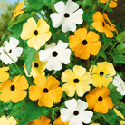 Black Eyed Susan Vine Mix – 50 Seeds seed packet from Seed Therapy – American - grown, heirloom seeds