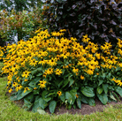 Black Eyed Susans – 100 Seeds seed packet from Seed Therapy – American - grown, heirloom seeds