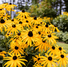 Black Eyed Susans – 100 Seeds seed packet from Seed Therapy – American - grown, heirloom seeds