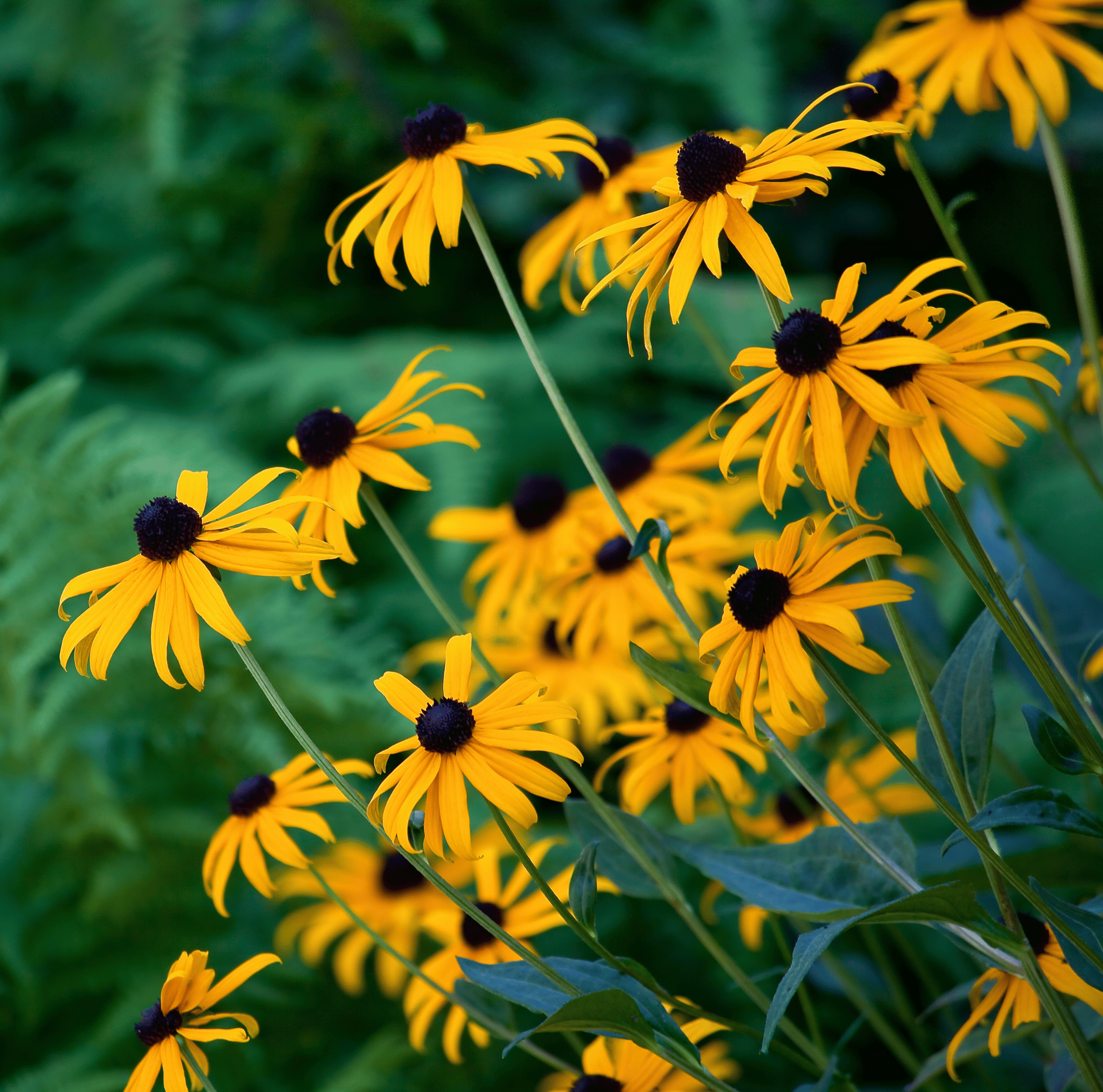 Black Eyed Susans – 100 Seeds seed packet from Seed Therapy – American - grown, heirloom seeds