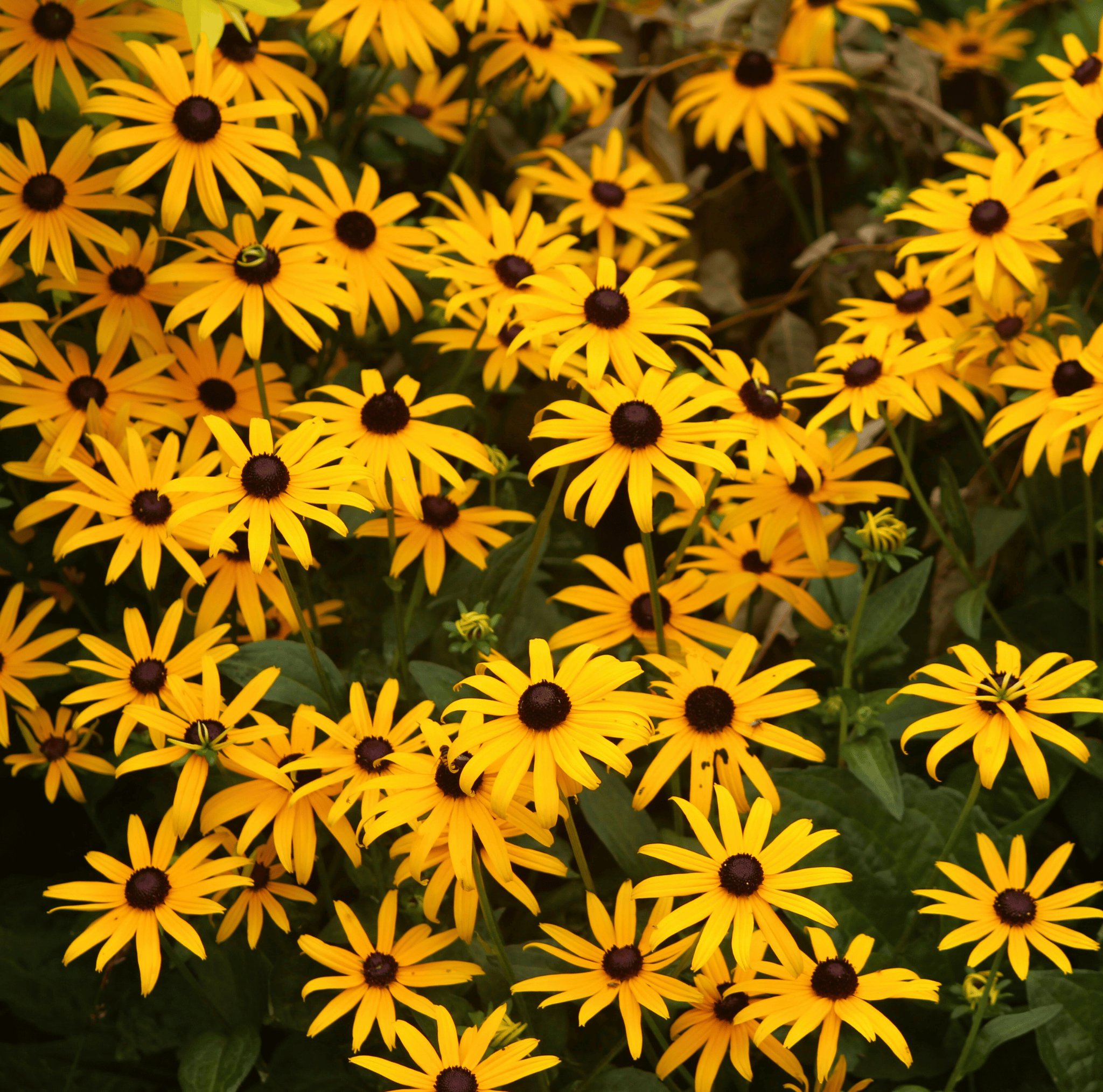Black Eyed Susans – 100 Seeds seed packet from Seed Therapy – American - grown, heirloom seeds