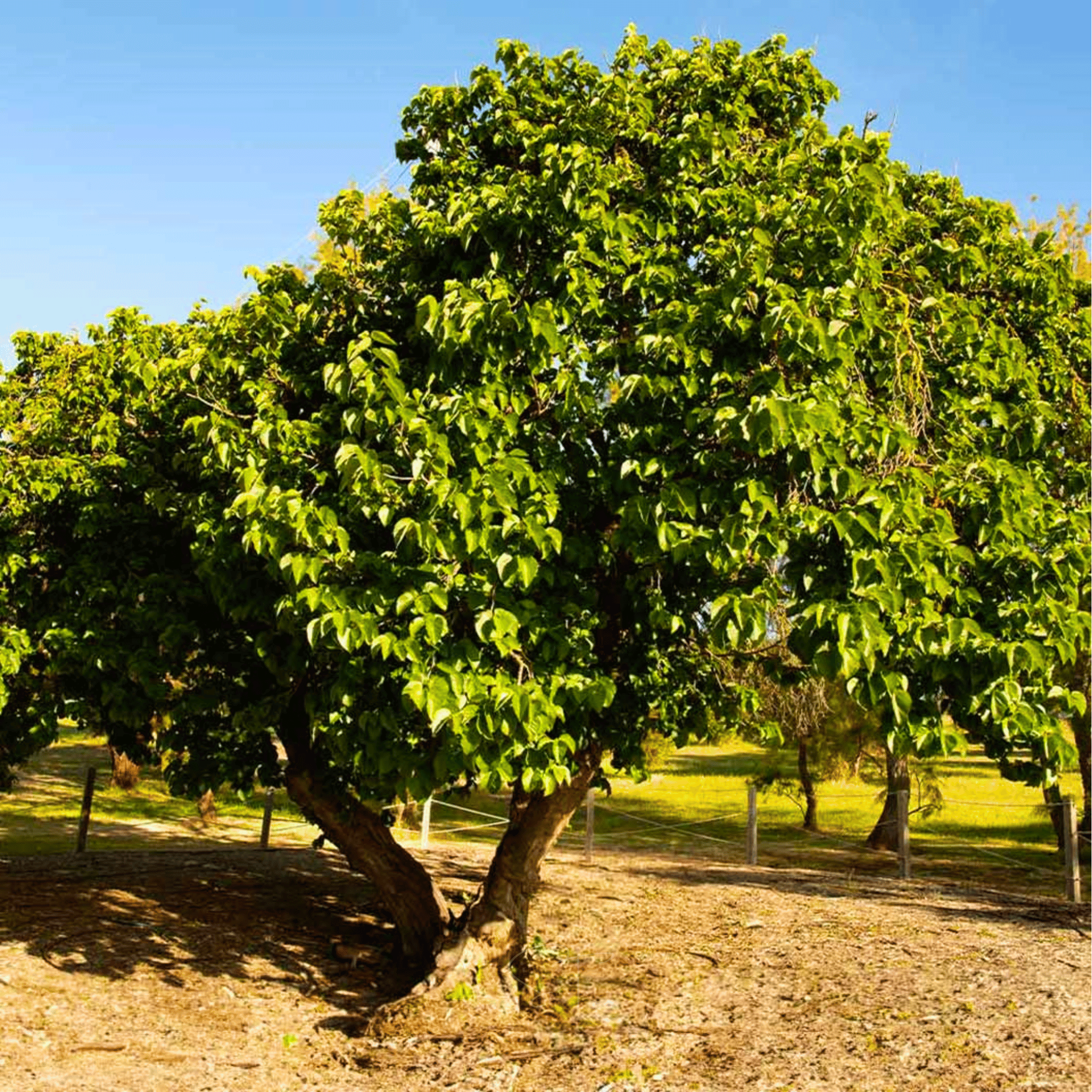 Black Mulberry – 50 Seeds seed packet from Seed Therapy – American - grown, heirloom seeds