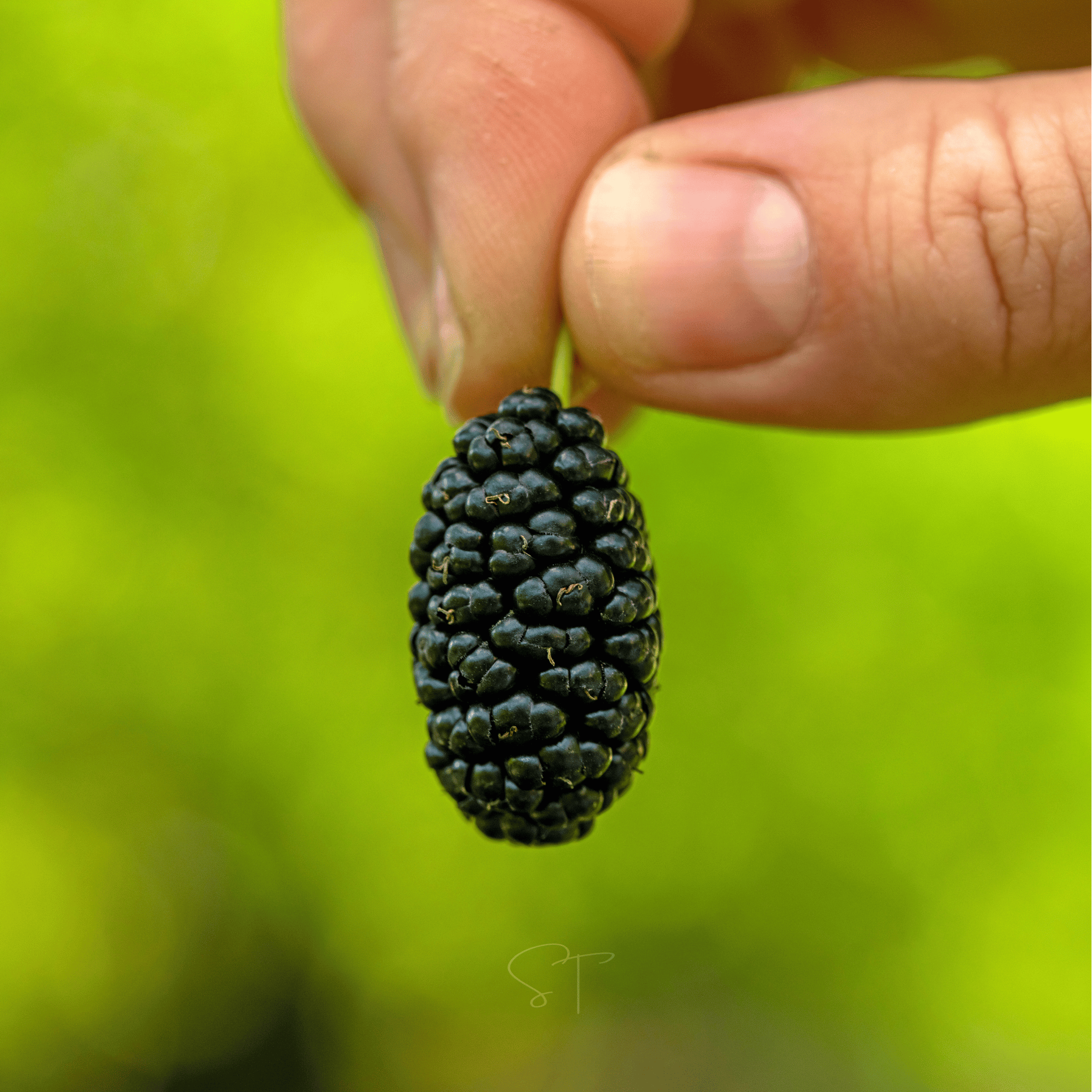 Black Mulberry – 50 Seeds seed packet from Seed Therapy – American - grown, heirloom seeds