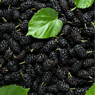 Black Mulberry – 50 Seeds seed packet from Seed Therapy – American - grown, heirloom seeds
