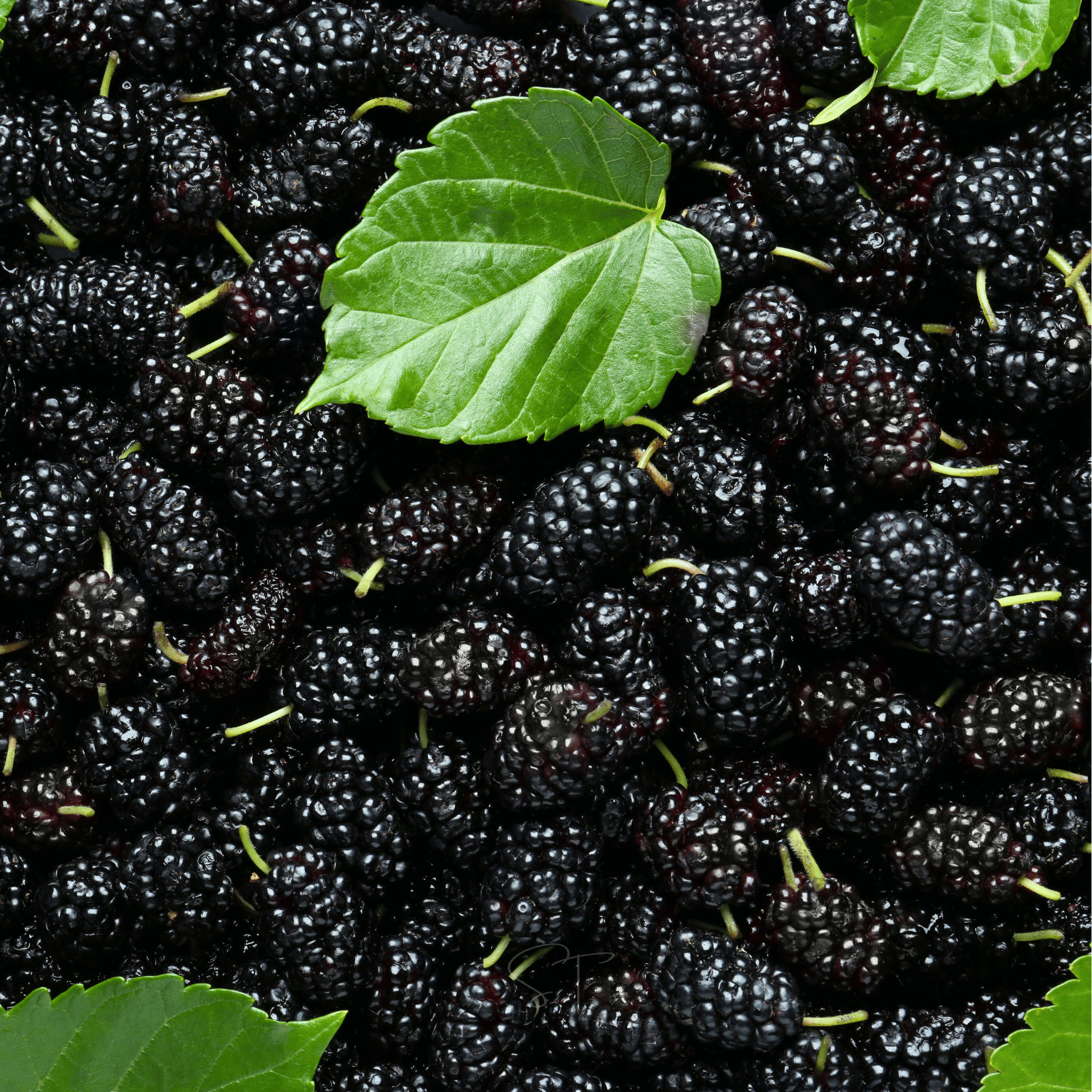 Black Mulberry – 50 Seeds seed packet from Seed Therapy – American - grown, heirloom seeds