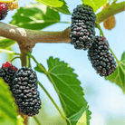 Black Mulberry – 50 Seeds seed packet from Seed Therapy – American - grown, heirloom seeds