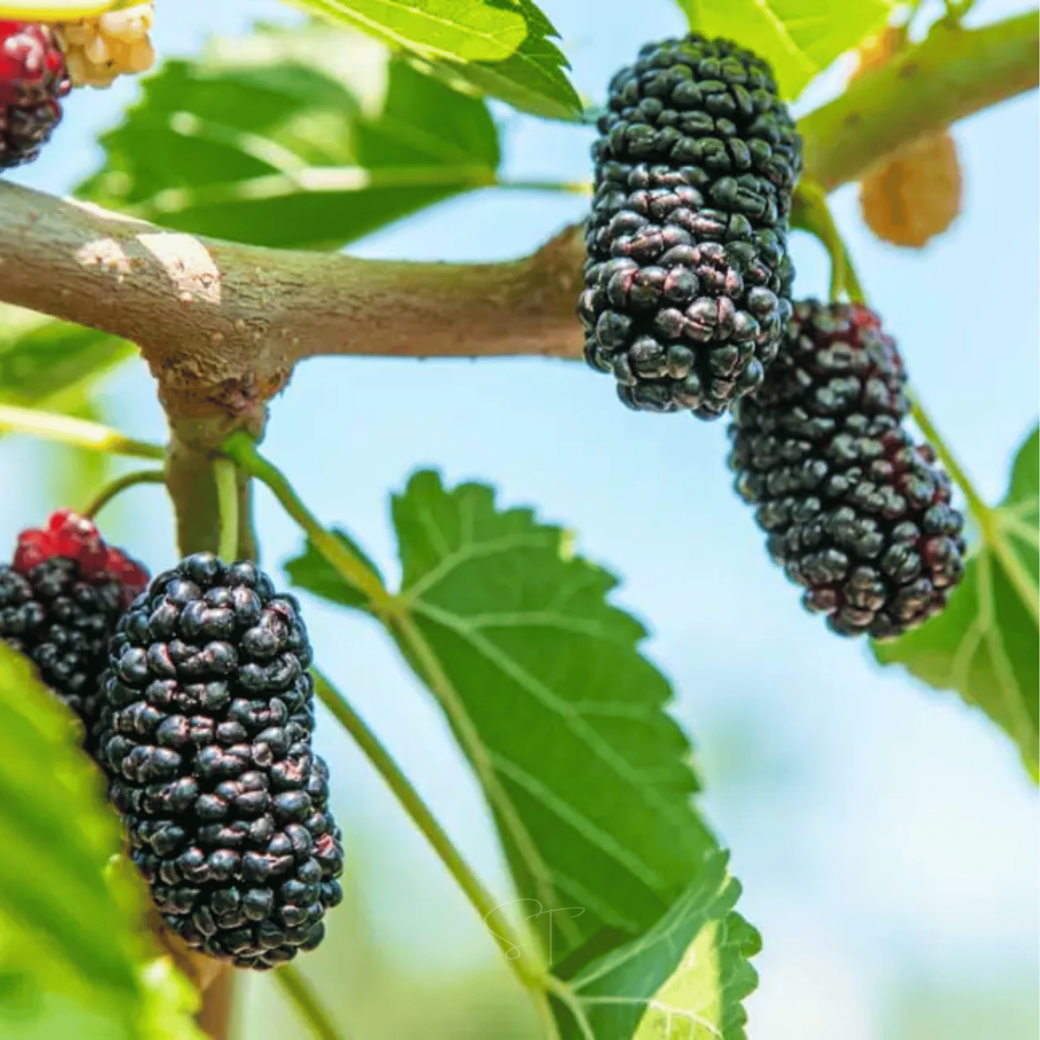 Black Mulberry – 50 Seeds seed packet from Seed Therapy – American - grown, heirloom seeds