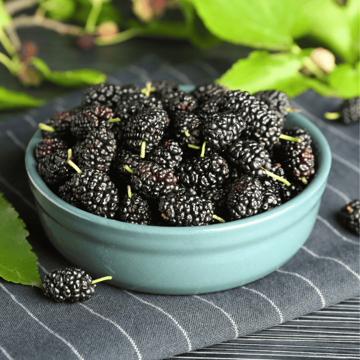 新鮮 マルベリー black-mulberry-50-seeds-packet