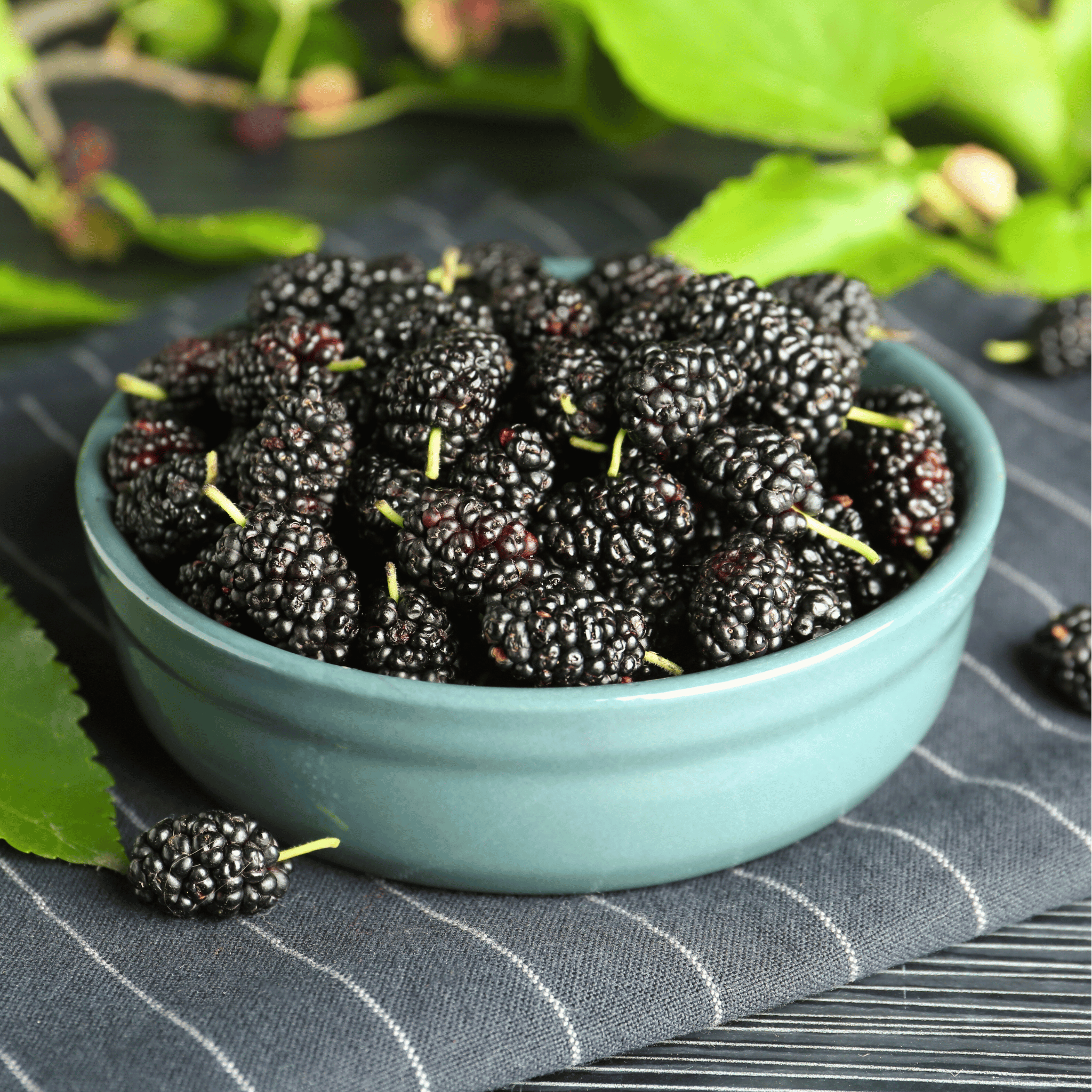 Black Mulberry – 50 Seeds seed packet from Seed Therapy – American - grown, heirloom seeds