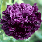 Black Peony Poppy – 100 Seeds seed packet from Seed Therapy – American - grown, heirloom seeds
