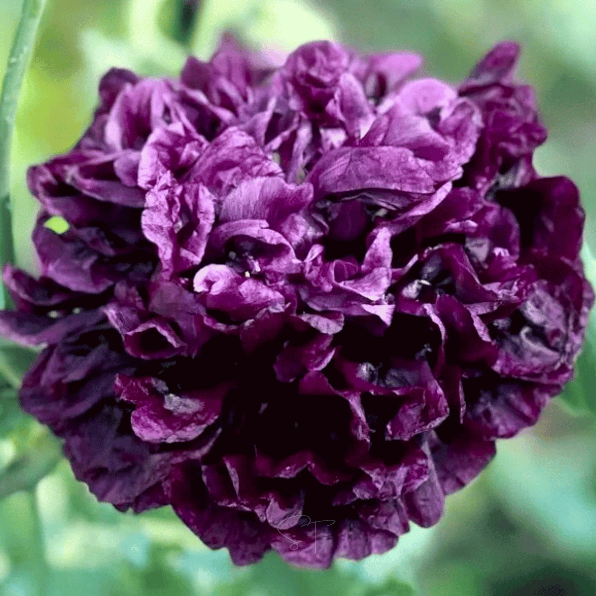 Black Peony Poppy – 100 Seeds seed packet from Seed Therapy – American - grown, heirloom seeds