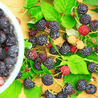 Black Raspberry – 30 Seeds seed packet from Seed Therapy – American - grown, heirloom seeds