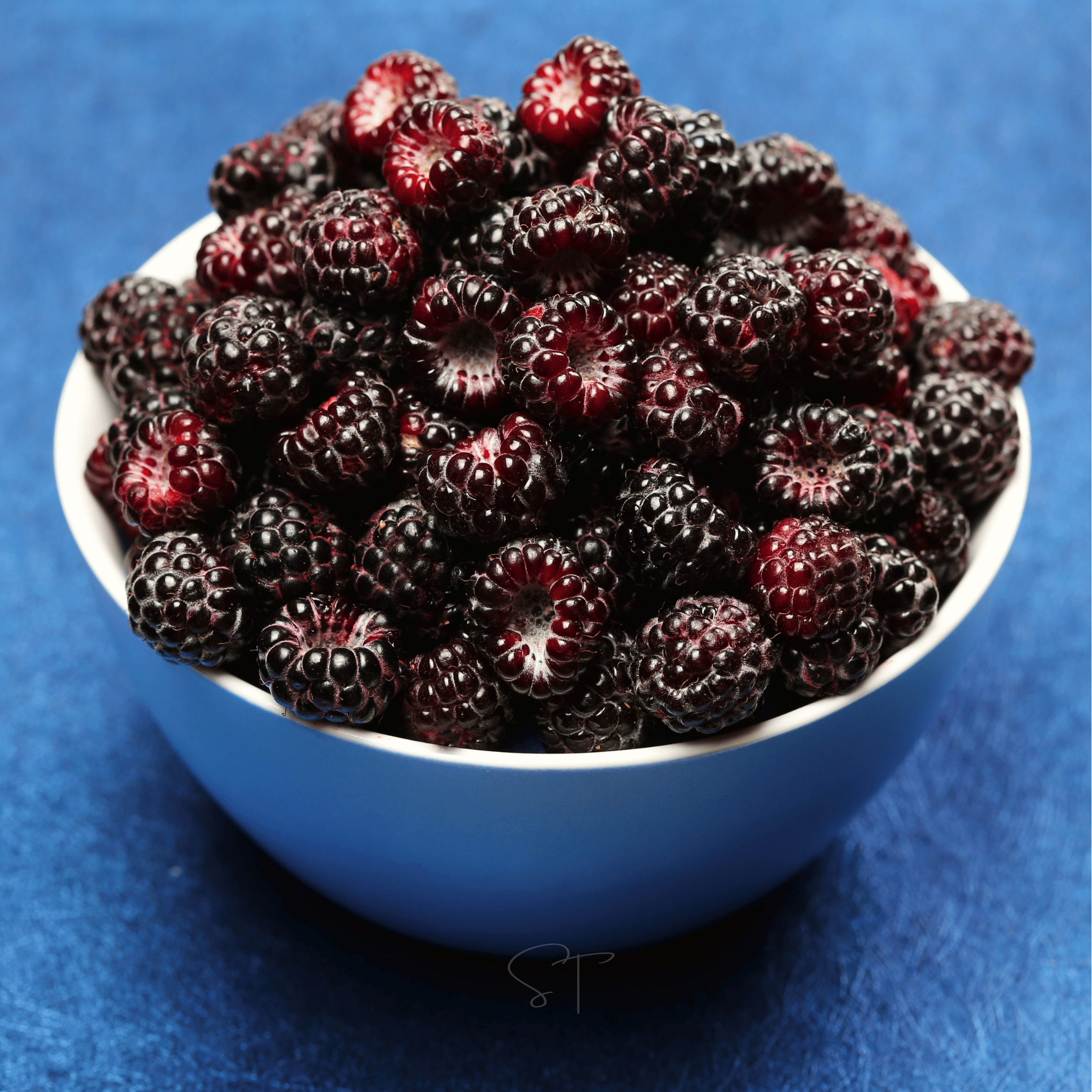 Black Raspberry – 30 Seeds seed packet from Seed Therapy – American - grown, heirloom seeds