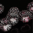 Black Raspberry – 30 Seeds seed packet from Seed Therapy – American - grown, heirloom seeds