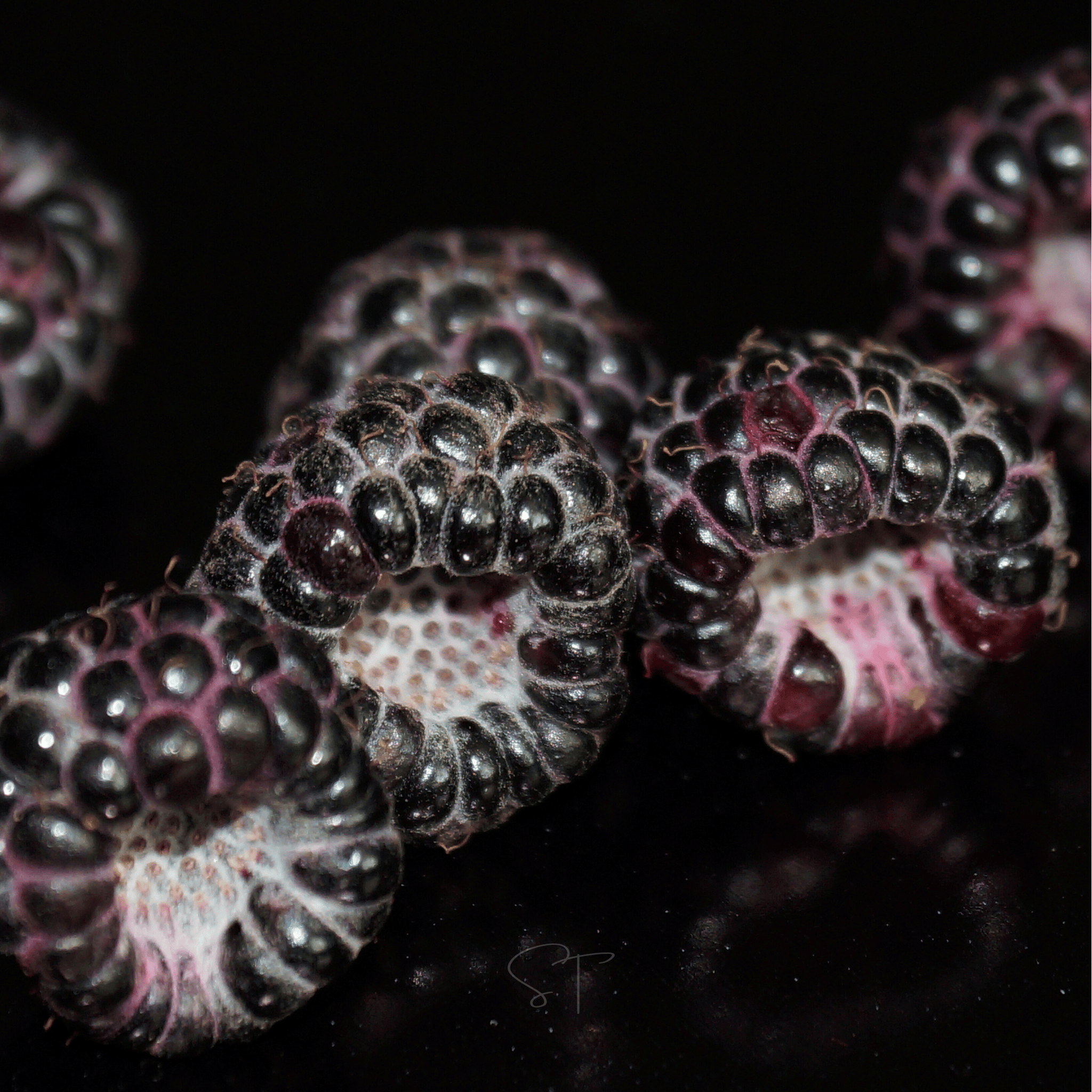 Black Raspberry – 30 Seeds seed packet from Seed Therapy – American - grown, heirloom seeds