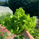 Black Seeded Simpson Lettuce – 500 Seeds seed packet from Seed Therapy – American-grown, heirloom seeds