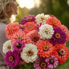 Blackberry Tart Zinnia – 100 Seeds seed packet from Seed Therapy – American - grown, heirloom seeds