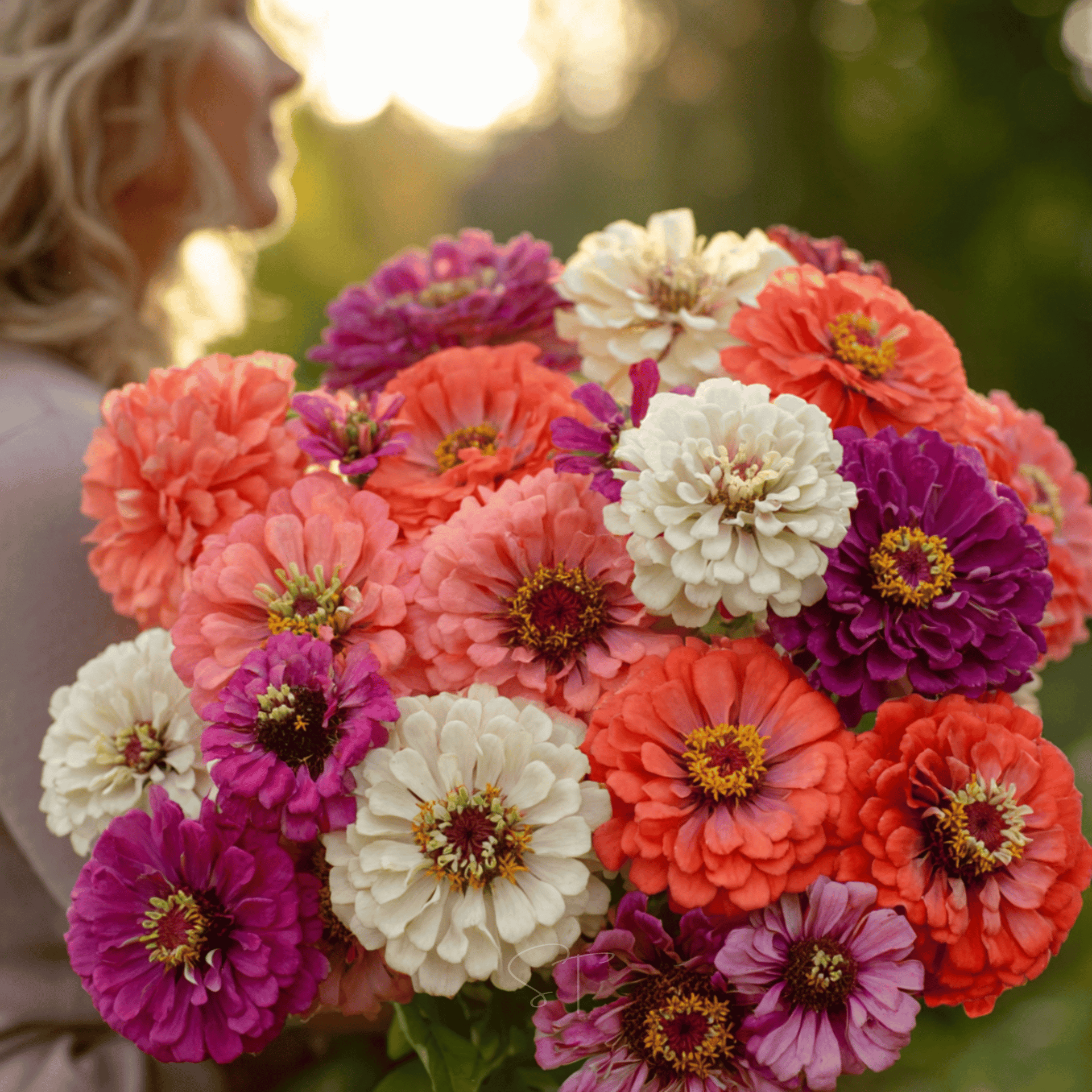 Blackberry Tart Zinnia – 100 Seeds - Seed Therapy – Southern Seeds