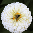 Blackberry Tart Zinnia – 100 Seeds seed packet from Seed Therapy – American - grown, heirloom seeds