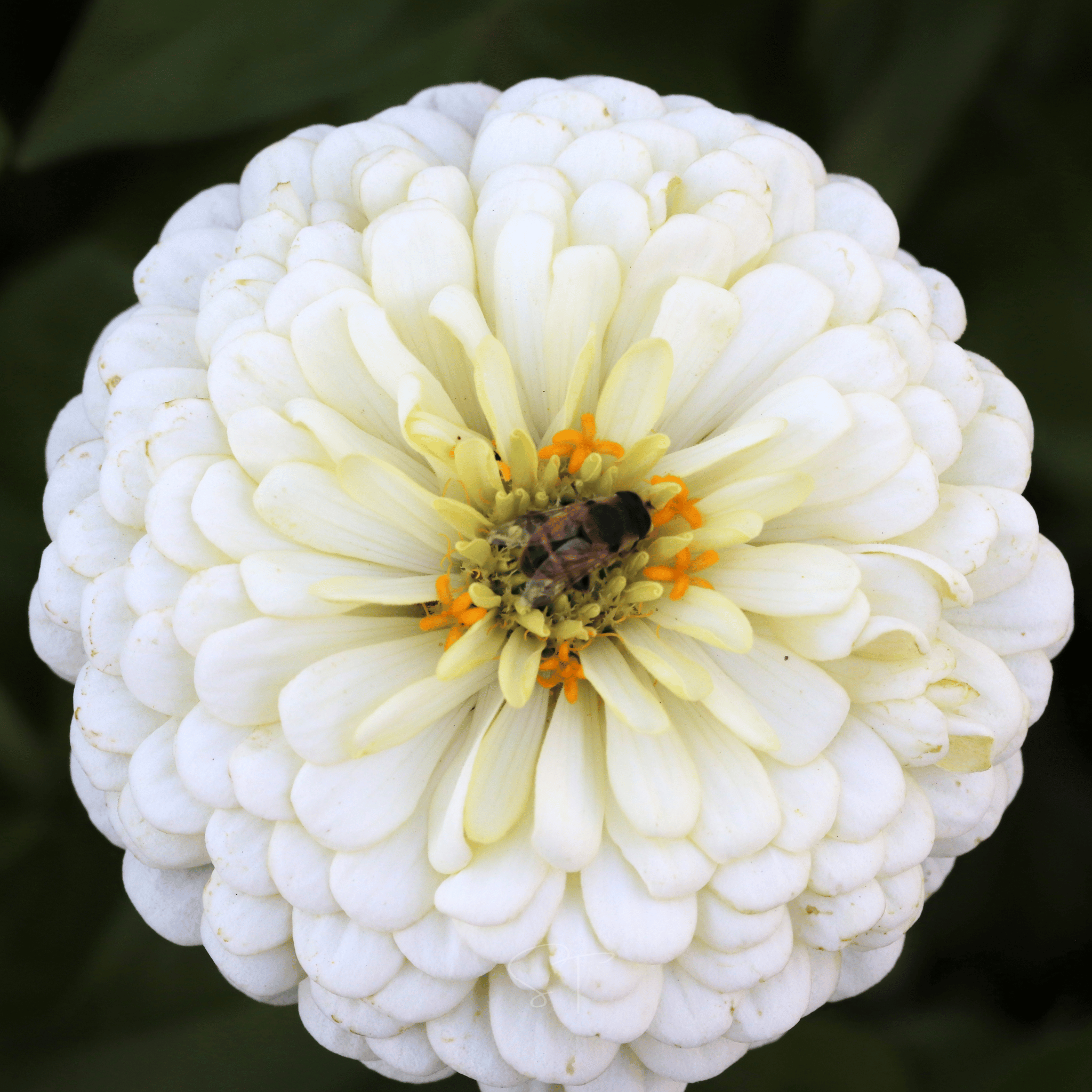 Blackberry Tart Zinnia – 100 Seeds seed packet from Seed Therapy – American - grown, heirloom seeds