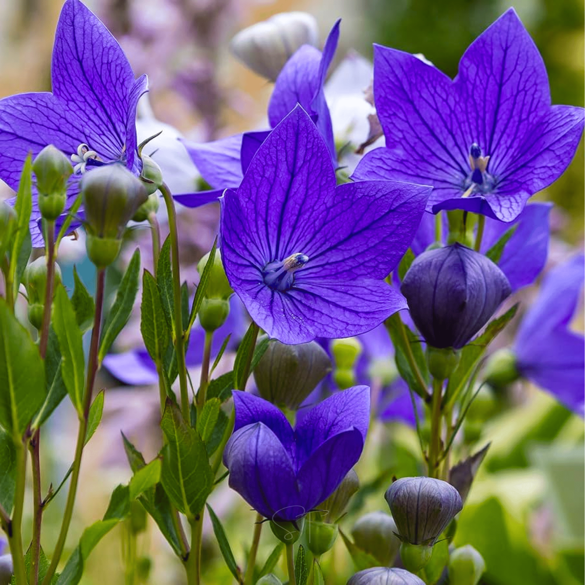 Blue Balloon Flower – 50 Seeds seed packet from Seed Therapy – American - grown, heirloom seeds