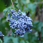 Blue Elderberry – 50 Seeds seed packet from Seed Therapy – American - grown, heirloom seeds