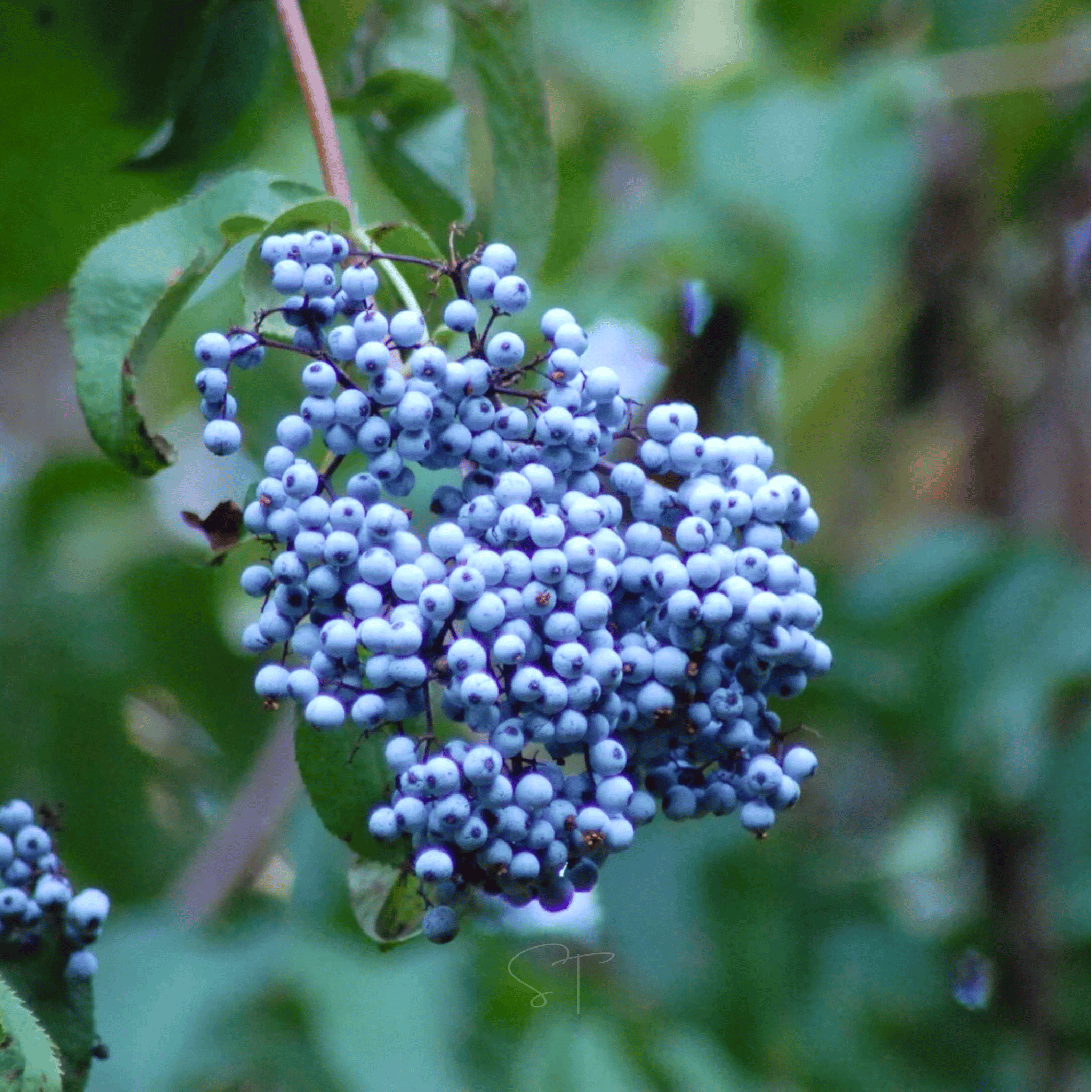 Blue Elderberry – 50 Seeds seed packet from Seed Therapy – American - grown, heirloom seeds